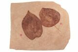 Two Red Fossil Leaves (Zizyphoides & Eucommia) - Montana #188927-1